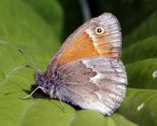 insectsofalberta.com Inornate