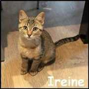 crocblanc.org Ireine