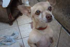 Irenildo