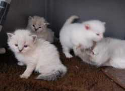 galerie.okockach.cz Irodia