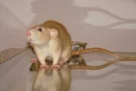 ratsystem.wbs.cz Istama