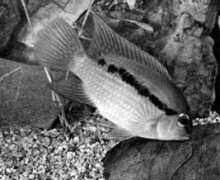 fish.geoman.ru Itanyi