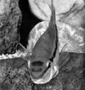 fish.geoman.ru Itanyi