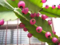 panoramio.com Itumbiara