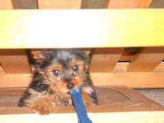 dailypuppy.com Izzle