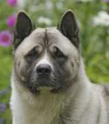 Jackte