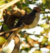oiseaux.net Jacobin