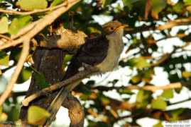 oiseaux.net Jacobin