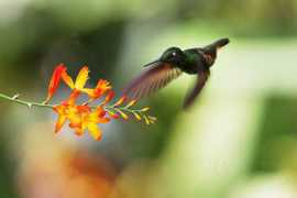photonature.cz Jacula