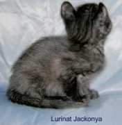 Jakonya