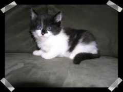 nattevind.com Jaleena