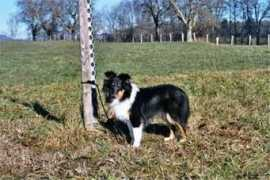 perro-de-agua-espanol.ch Jalique