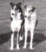 gamma.nic.fi Jalonda