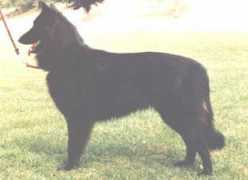 kennel-nangijala.com Jalus
