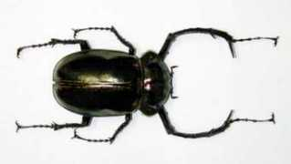 konchudb.agr.agr.kyushu-u.ac.jp Jambar