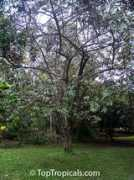 Jandong