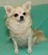 chihuahua.ru Janger