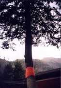Jangya