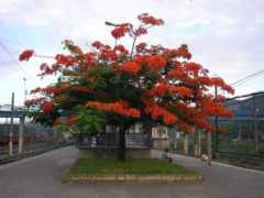 Japeri