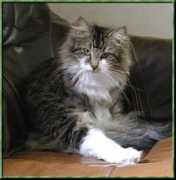 animaniacs.se Jarella