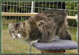 animaniacs.se Jarella