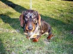Jasla