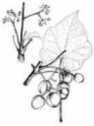 appropedia.org Jatropha