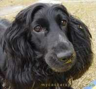 mycockerspaniel.com Jazmen