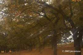 fotonatura.org Jbenito