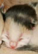 Jeannen