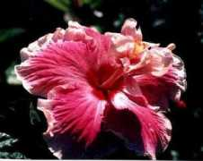 fancyhibiscus.com Jeanpatrick