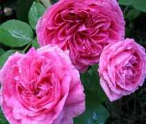 mooseyscountrygarden.com Jeckyll