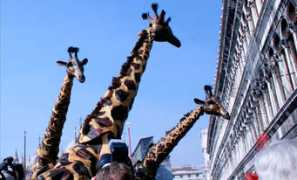 contrasttheaterkleding.nl Jelleke