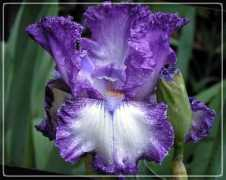 home.t04.itscom.net Jerilee