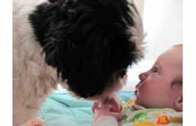 ottawacitizen.com Jermacans