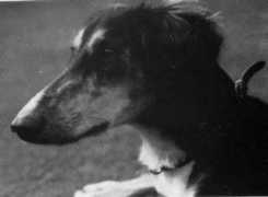 arabsaluki.de Jesira
