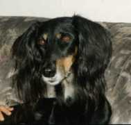 arabsaluki.de Jesira