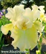 bluejiris.com Jessicaann