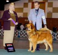 tibetanmastiff.com Jetsan