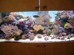 ultimatereef.com Jevs