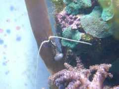 ultimatereef.com Jevs
