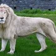 Jhairo