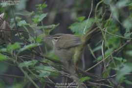 oiseaux.net Jiguet
