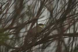 oiseaux.net Jiguet