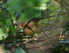 oiseaux.net Jiguet