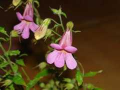 koreawolf.com Jihwang