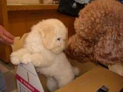 standardpoodle.jp Jinand
