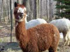 kuskapaku.com Jinglebells