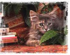 sylvamaine.catlovers.co.uk Jinkerson