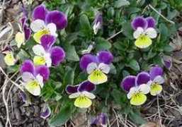 extension.colostate.edu Jjohnny